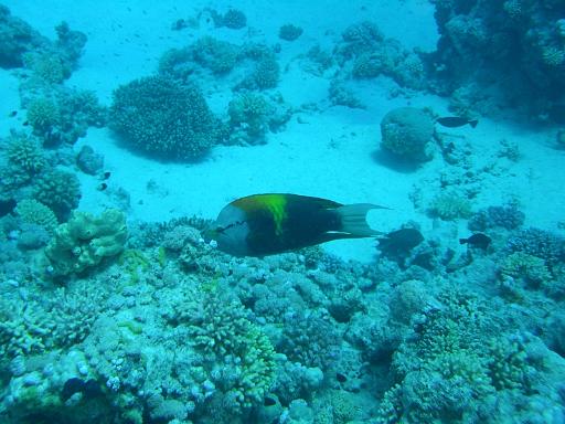 2008-05-14 (1) --- Stretto di Tiran - Gordon Reef --- CIMG0985.JPG